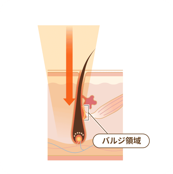バジル領域
