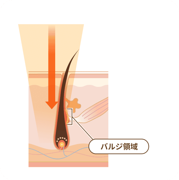 バジル領域